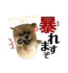 デカ文字①！ポメラニアン達と黒猫さん（個別スタンプ：17）
