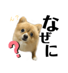 デカ文字①！ポメラニアン達と黒猫さん（個別スタンプ：18）