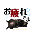 デカ文字①！ポメラニアン達と黒猫さん（個別スタンプ：20）