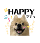 デカ文字①！ポメラニアン達と黒猫さん（個別スタンプ：21）