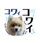 デカ文字①！ポメラニアン達と黒猫さん（個別スタンプ：22）