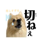 デカ文字①！ポメラニアン達と黒猫さん（個別スタンプ：25）