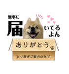 デカ文字①！ポメラニアン達と黒猫さん（個別スタンプ：26）