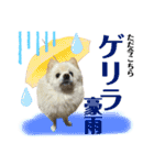 デカ文字①！ポメラニアン達と黒猫さん（個別スタンプ：27）