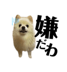 デカ文字①！ポメラニアン達と黒猫さん（個別スタンプ：30）