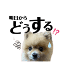 デカ文字①！ポメラニアン達と黒猫さん（個別スタンプ：36）