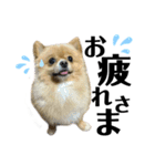 デカ文字①！ポメラニアン達と黒猫さん（個別スタンプ：38）