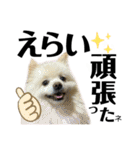 デカ文字①！ポメラニアン達と黒猫さん（個別スタンプ：40）