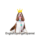 ENGLISHSPRINGERSPANIEL WOODSJr. 3（個別スタンプ：1）