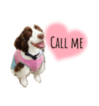 ENGLISHSPRINGERSPANIEL WOODSJr. 3（個別スタンプ：2）