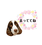 ENGLISHSPRINGERSPANIEL WOODSJr. 3（個別スタンプ：3）