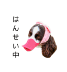 ENGLISHSPRINGERSPANIEL WOODSJr. 3（個別スタンプ：4）