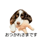 ENGLISHSPRINGERSPANIEL WOODSJr. 3（個別スタンプ：5）