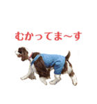 ENGLISHSPRINGERSPANIEL WOODSJr. 3（個別スタンプ：6）