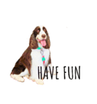ENGLISHSPRINGERSPANIEL WOODSJr. 3（個別スタンプ：7）