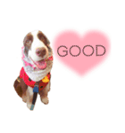 ENGLISHSPRINGERSPANIEL WOODSJr. 3（個別スタンプ：8）