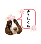 ENGLISHSPRINGERSPANIEL WOODSJr. 3（個別スタンプ：10）