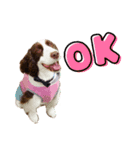 ENGLISHSPRINGERSPANIEL WOODSJr. 3（個別スタンプ：11）
