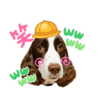ENGLISHSPRINGERSPANIEL WOODSJr. 3（個別スタンプ：12）