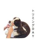 ENGLISHSPRINGERSPANIEL WOODSJr. 3（個別スタンプ：13）