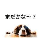 ENGLISHSPRINGERSPANIEL WOODSJr. 3（個別スタンプ：14）