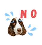 ENGLISHSPRINGERSPANIEL WOODSJr. 3（個別スタンプ：15）