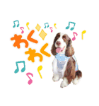 ENGLISHSPRINGERSPANIEL WOODSJr. 3（個別スタンプ：16）