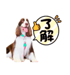 ENGLISHSPRINGERSPANIEL WOODSJr. 3（個別スタンプ：17）