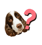 ENGLISHSPRINGERSPANIEL WOODSJr. 3（個別スタンプ：18）