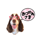 ENGLISHSPRINGERSPANIEL WOODSJr. 3（個別スタンプ：19）