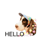 ENGLISHSPRINGERSPANIEL WOODSJr. 3（個別スタンプ：20）