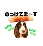 ENGLISHSPRINGERSPANIEL WOODSJr. 3（個別スタンプ：21）