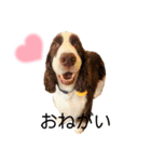 ENGLISHSPRINGERSPANIEL WOODSJr. 3（個別スタンプ：24）