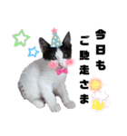 オセロ族（個別スタンプ：16）