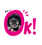 愛犬リンといちとお友達のゆるゆるスタンプ（個別スタンプ：3）