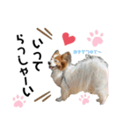 愛犬リンといちとお友達のゆるゆるスタンプ（個別スタンプ：6）