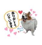 愛犬リンといちとお友達のゆるゆるスタンプ（個別スタンプ：9）