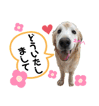 愛犬リンといちとお友達のゆるゆるスタンプ（個別スタンプ：10）