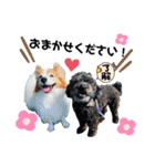 愛犬リンといちとお友達のゆるゆるスタンプ（個別スタンプ：12）