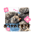 愛犬リンといちとお友達のゆるゆるスタンプ（個別スタンプ：14）