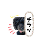 愛犬リンといちとお友達のゆるゆるスタンプ（個別スタンプ：15）