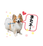愛犬リンといちとお友達のゆるゆるスタンプ（個別スタンプ：18）