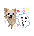 愛犬リンといちとお友達のゆるゆるスタンプ（個別スタンプ：21）