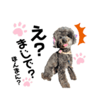 愛犬リンといちとお友達のゆるゆるスタンプ（個別スタンプ：24）