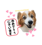 愛犬リンといちとお友達のゆるゆるスタンプ（個別スタンプ：25）