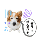 愛犬リンといちとお友達のゆるゆるスタンプ（個別スタンプ：31）