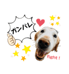 愛犬リンといちとお友達のゆるゆるスタンプ（個別スタンプ：32）