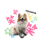 愛犬リンといちとお友達のゆるゆるスタンプ（個別スタンプ：34）