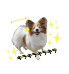 愛犬リンといちとお友達のゆるゆるスタンプ（個別スタンプ：36）