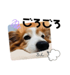 愛犬リンといちとお友達のゆるゆるスタンプ（個別スタンプ：37）